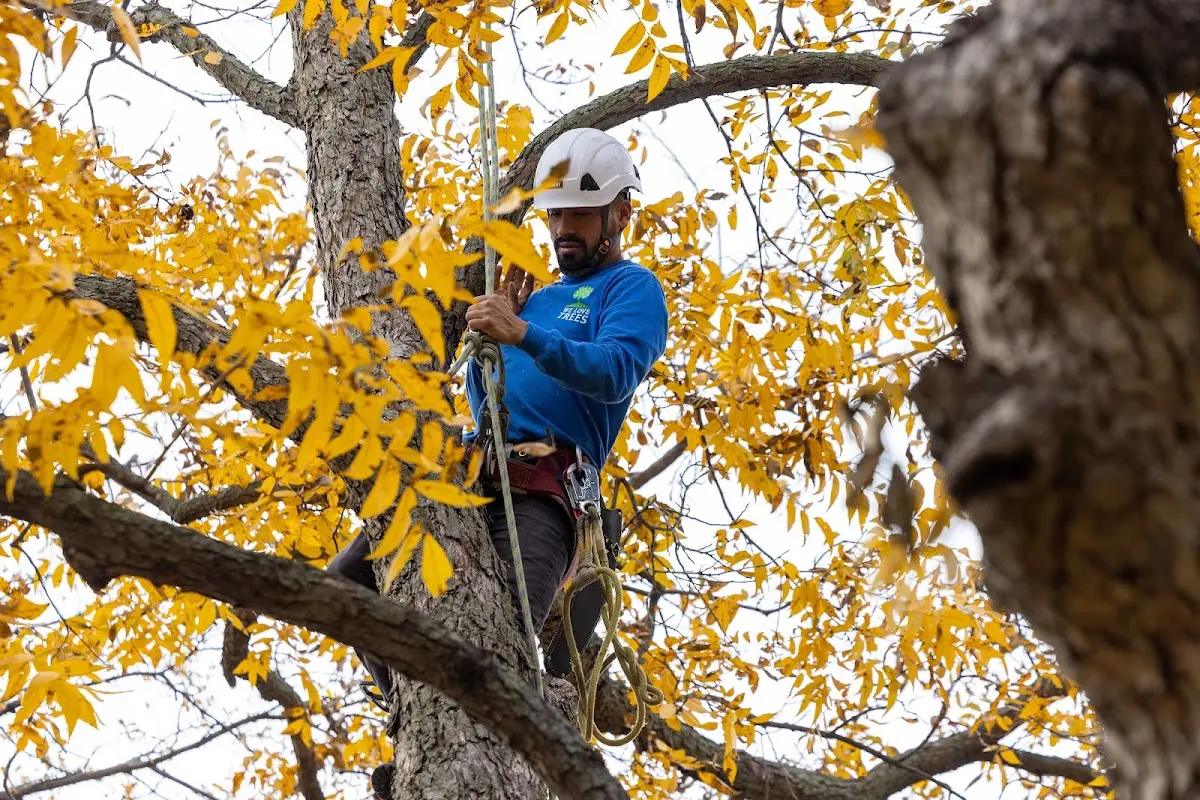 Skilled Tree Planing crew working in Quasqueton